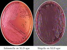 Salmonella typhimurium on xld agar. Stool Culture Ppt Video Online Download