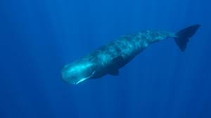 whale facts pictures more