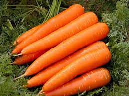 farm fresh carrot
