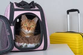 best cat carriers of 2023 for airline