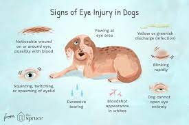 eye injuries in dogs