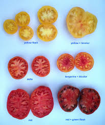 Tomato Fruit Color Mutations