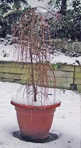 Growing Trees And Shrubs In Pots