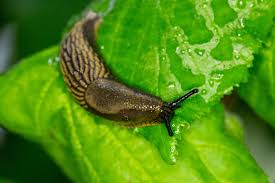 9 natural ways to deter slugs