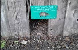 Image result for hedgehog highways