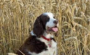 dogs eat wheat is barley safe for dogs