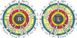 The Iridology Chart For Both The Right And Left Irises