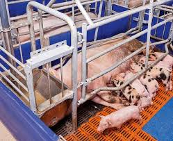 farrowing crates archives farmsquare
