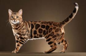 Kucing bengal mixed bapak rossete, induk marble jantan, umur 3 bulan vaksin, non pet lucu dan harga jual: Jenis Dan Daftar Harga Kucing Bengal 2021 Update