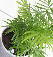 best oxygen producing indoor plants