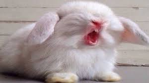 Image result for picture of yawning rabbit