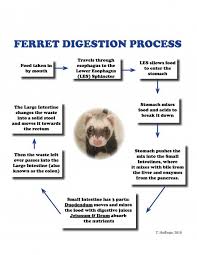 All About A Ferrets Digestive System And Nutritional Needs
