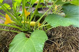 How Do I Grow Summer Squash Planting