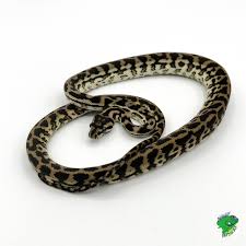 het axanthic poss het albino carpet