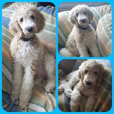 We'll walk you through the basics of creating doodle polls in this article: Our Poodle Ladies Raintree Standard Poodles And Mini Doodles