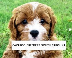 4 best cavapoo breeders south carolina