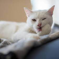 Our cats can look funny after they've been stung by bees or wasps, but it's important to know how to help them out as well. Possible Causes Of A Cat Licking A Swollen Paw