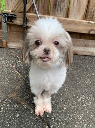 We did not find results for: Dog For Adoption Mitchell A Shih Tzu In Richmond Va Petfinder