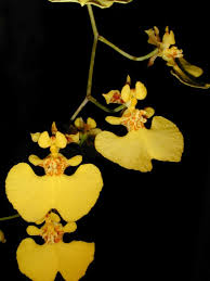 andy s orchids