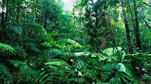 109 best rainforest ✓ free stock photos download for commercial use in hd high. Free Download Tropical Rainforest Plants Hd Wallpaper Background Images 1920x1080 For Your Desktop Mobile Tablet Explore 28 Rain Forest Hd Wallpaper Rain Forest Hd Wallpaper Rain Forest Background Rain Forest Wallpaper