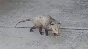 Download millions of videos online. Possum Playing Dead Youtube