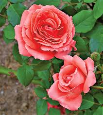 how to plant and grow climbing rose