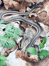Common garter snakes are found in a wide variety of habitats. Eastern Garter Snake Encounter Carnegie Museum Of Natural History