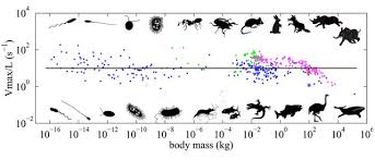 Scaling Laws And The Speed Of Animals