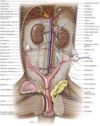 Related posts of rib cage diagram with organs womens body parts stomach. Renal Sinus An Overview Sciencedirect Topics