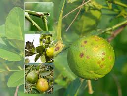 4 common lemon tree diseases to watch for