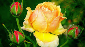 Image result for images of yellow rose hd