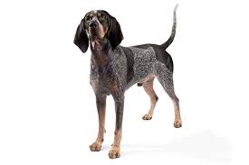 The blue tick coonhound is thought to have been bred in louisiana from the english foxhound, cur, and bleu gascogne french hound. Bluetick Coonhound Dog Breed Information