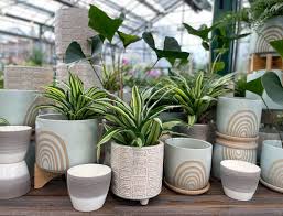 pots for indoor plants seattle s