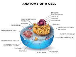 Animal cells have a basic structure. Eukaryotic Cell The Definitive Guide Biology Dictionary