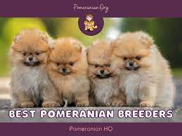 Pomeranian.org gambar png