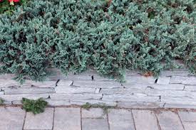 10 best plants for erosion control in
