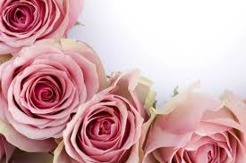 pink roses stock photos royalty free