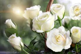 white roses what do they truly