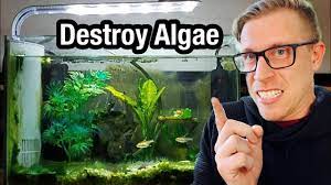 remove algae from your aquarium