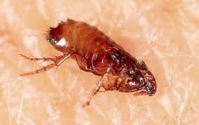 fleas in my oklahoma city house