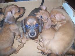 I'm the breeder behind cantrell pups located in vienna, il. Mini Dachshund Puppies For Sale Price 75 00 For Sale In Adair Illinois Best Pets Online