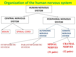 Coordination Response Part 1 The Nervous System