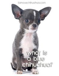 What Is A Blue Chihuahua How Are Blue Chihuahua Puppies
