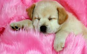 cute dogs wallpapers 61 images