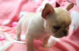 French bulldog puppies for sale in maryland french bulldog: Beautiful Akc Registered French Bulldog Puppies For Sale In Baltimore Maryland Classified Americanlisted Com