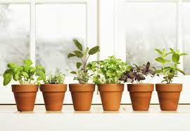 15 Top Tips For Kitchen Herb Gardens