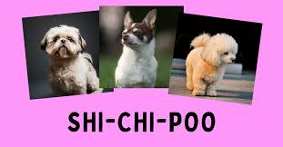 shih tzu chihuahua poodle mix meet the