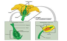 The base of a flower; Which Of The Following Is The Male Reproductive Part Class 12 Biology Cbse