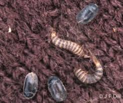 carpet beetles cooperative extension