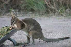 bridled nailtail wallaby australian